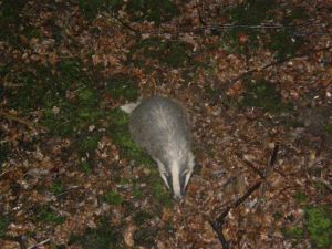 Badger under my tree
