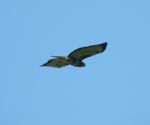 buzzard