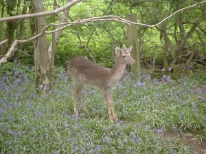 Fallow deer buck among the bluebells