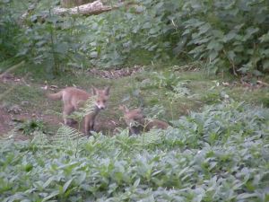 The fox cubs (damn that autofocus!)