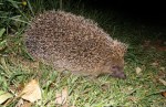 Hedgehog