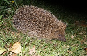Hedgehog