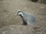 Badger 1