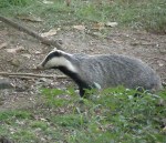 Badger 3