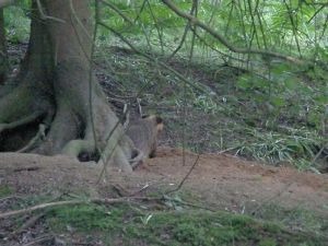 Badger at the Pine Tree sett