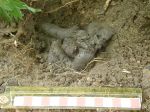 Badger Dung