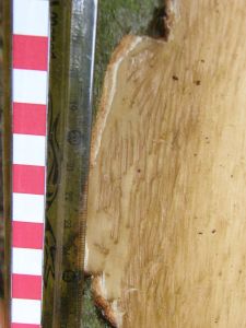 Bark damage close up