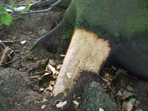 Bark eating - picture by Spiney - thanks!