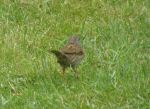 Dunnock