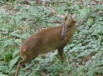 Muntjac 1