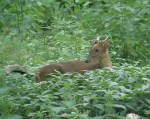 Muntjac 2