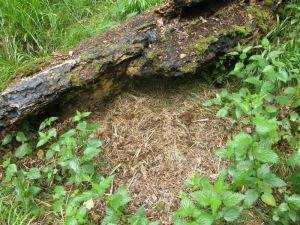 Badger Nest 1