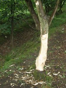 Sycamore with gnawed bark