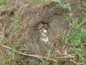 Wasps nest dug out by badger Wasps nest dug out by badger