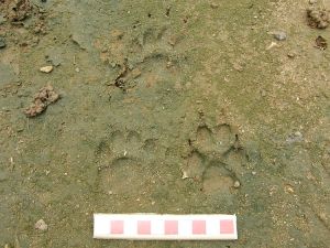 Badger and fox tracks