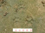 Badger and fox&nbsp;tracks