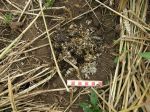 Badger dung in wheat