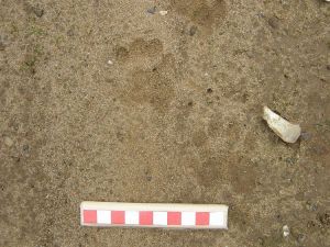 Badger tracks