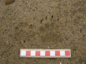 Badger tracks 1