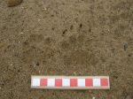 Badger tracks 1