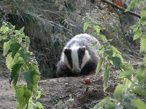 Badger 2