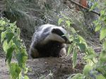 Badger 4