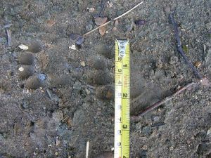 Measuring the width of badger tracks