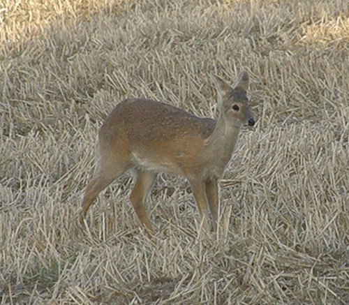 Chinese Water Deer in Bedfordshire