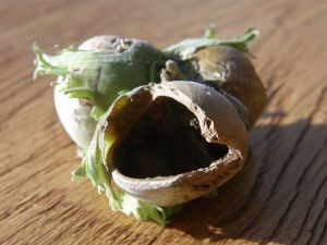 Hazelnut gnawed by squirrel