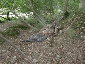 A badgers-eye view - full camouflage