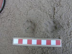 Cat tracks 2