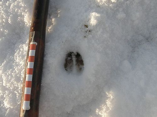 Chinese Water Deer track