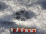 Dog track in snow&nbsp;2