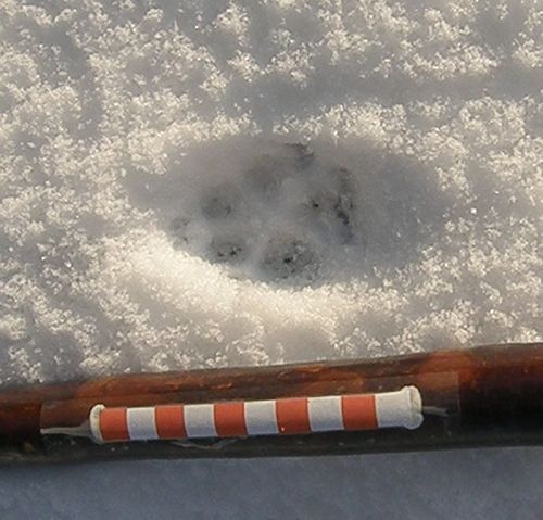 Fox track in snow