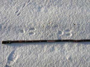 Rabbit tracks in snow