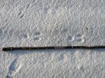 Rabbit tracks in&nbsp;snow