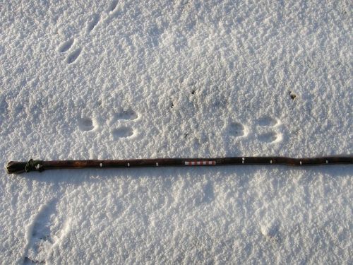 Rabbit tracks in snow