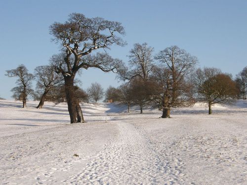 Woburn Deer Park in Snow