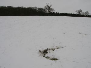 Badger Snuffle Hole in Snow