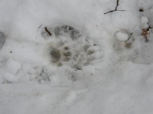 Badger Tracks in Snow