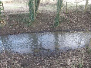 Brook crossed by a badger path
