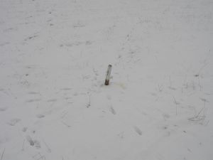 Fox Tracks and Scent-Marking Post