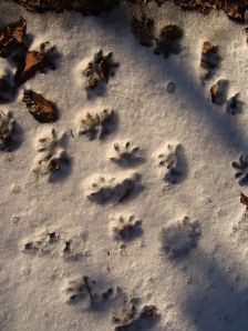 Mystery Snow Tracks
