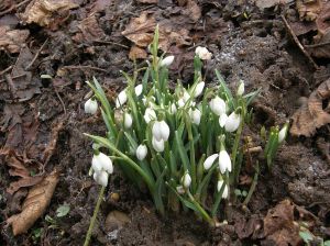 First snowdrops of spring
