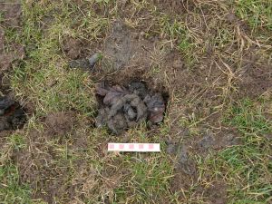 Badger Dung Pit