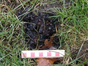 Badger Dung Pit with Cherries