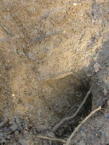 Badger Sett Entrance with Badger Tracks