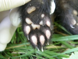 Polecat fore (front) paw