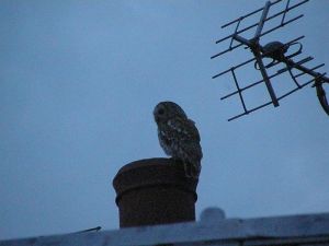 Tawny Owl on the Roof
