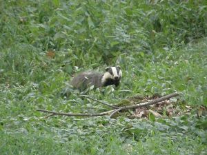 Badger Watching Me
